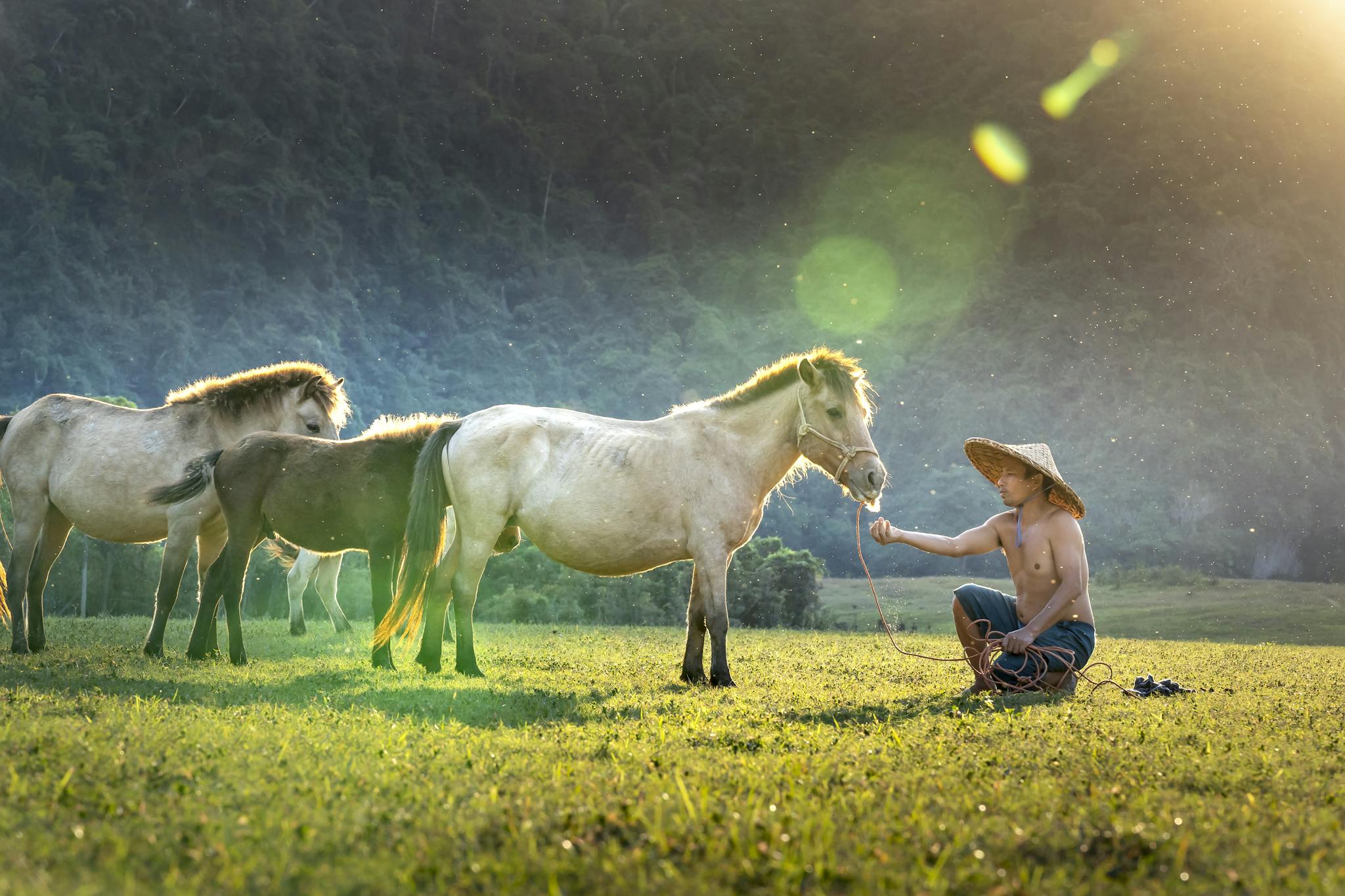 A farmer in a conical hat tending to horses in a lush green field under sunlight.
