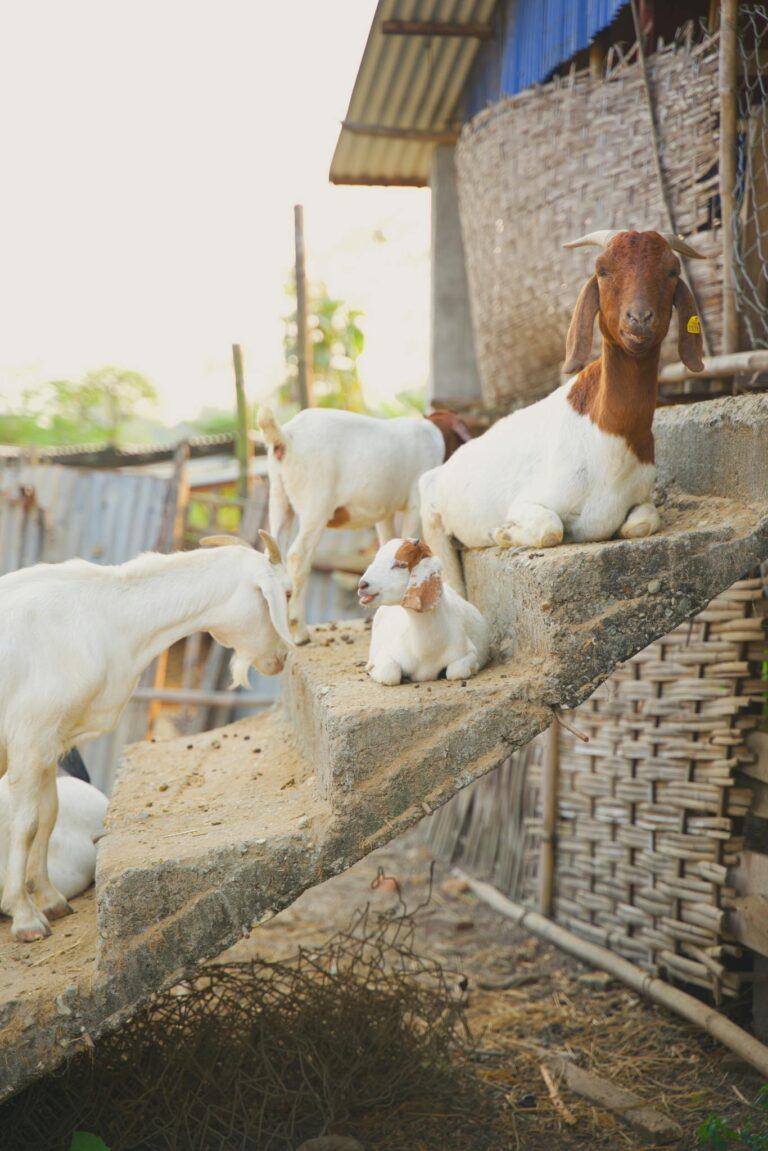 A group of goats relaxing and playing on a staircase in a rural farm setting, embodying pastoral tranquility.