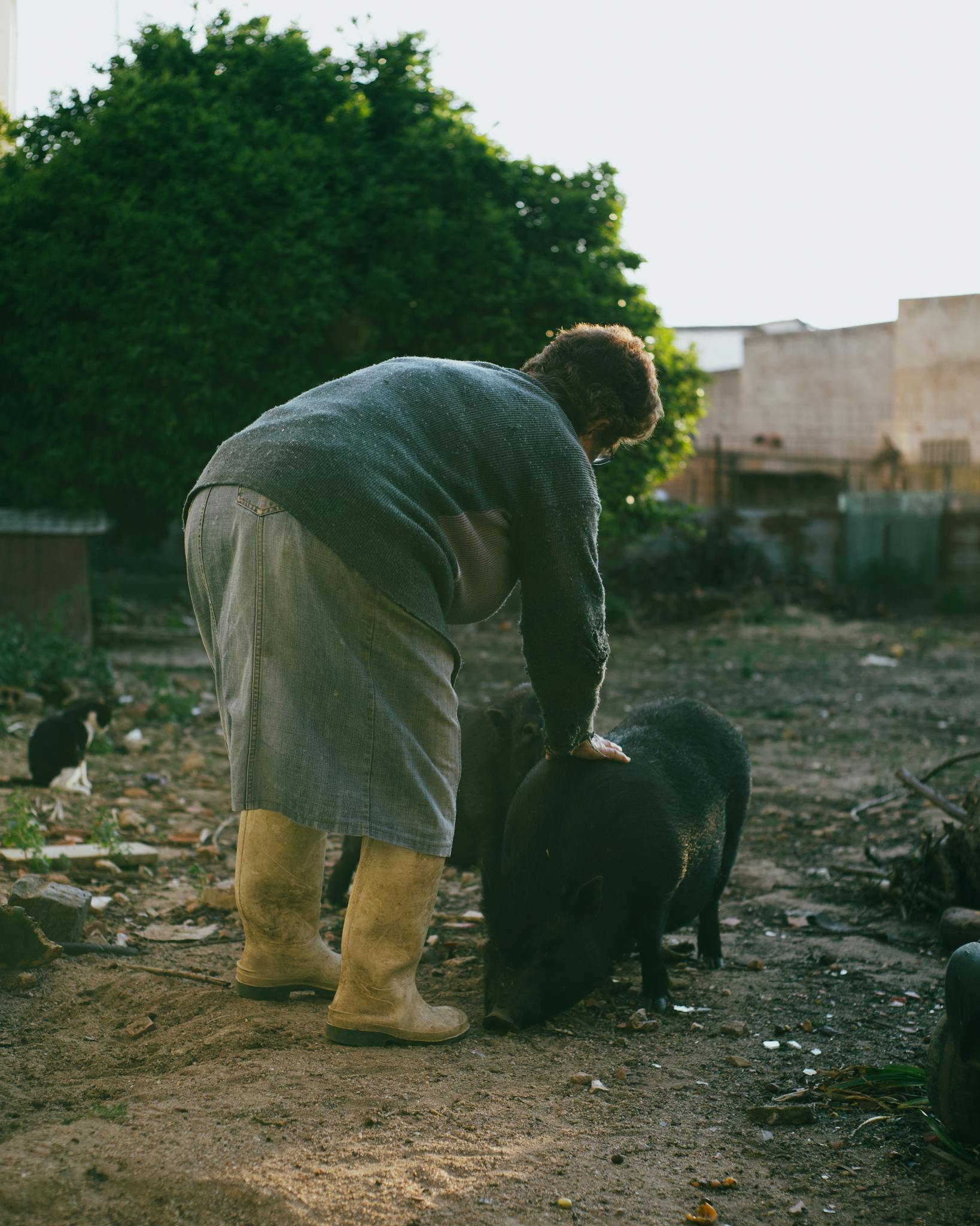 A woman in rural attire interacts with pigs in a countryside setting, showcasing agricultural lifestyle.