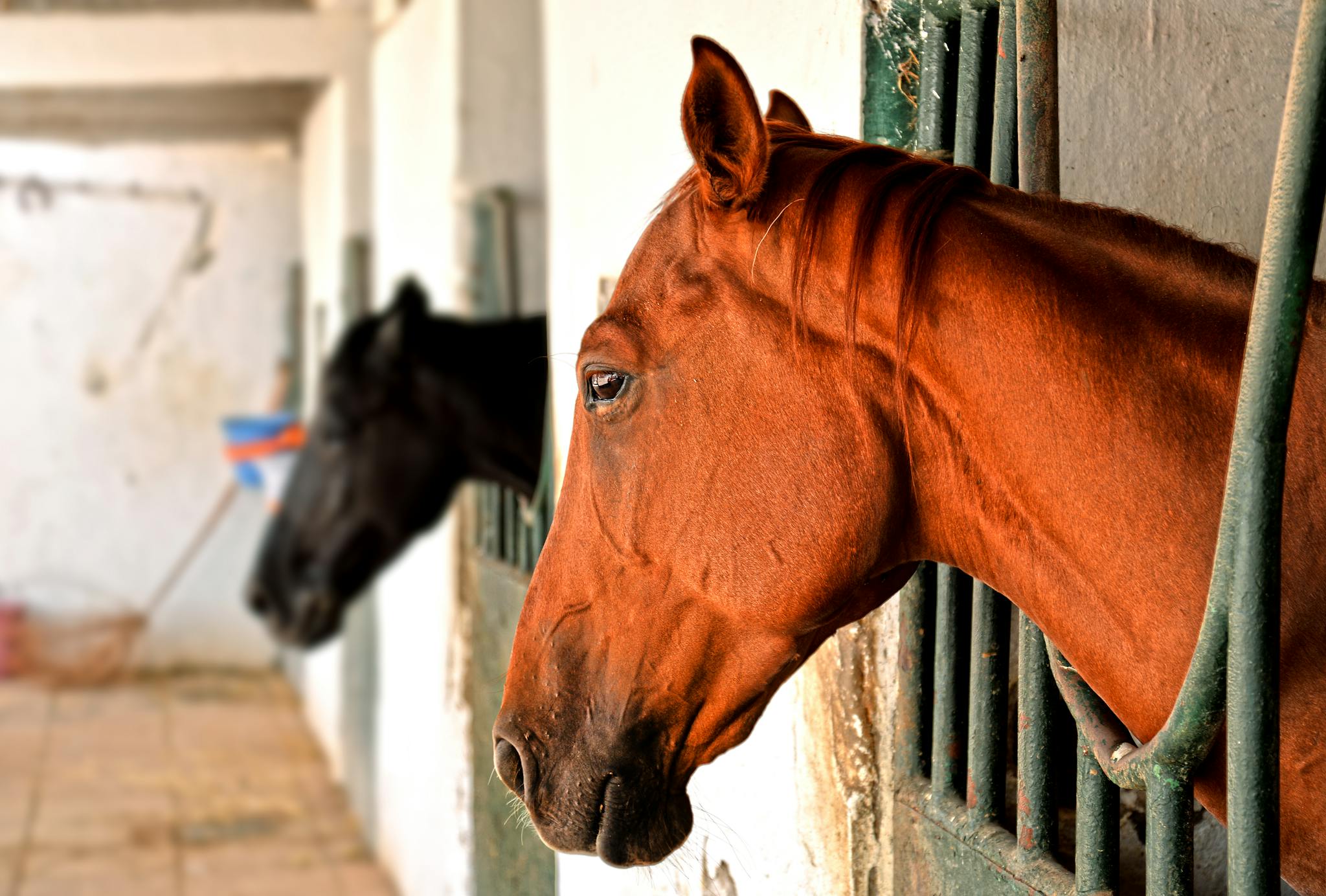 Close-up of Arabian horses in stables, highlighting rich brown coat and stable setting.