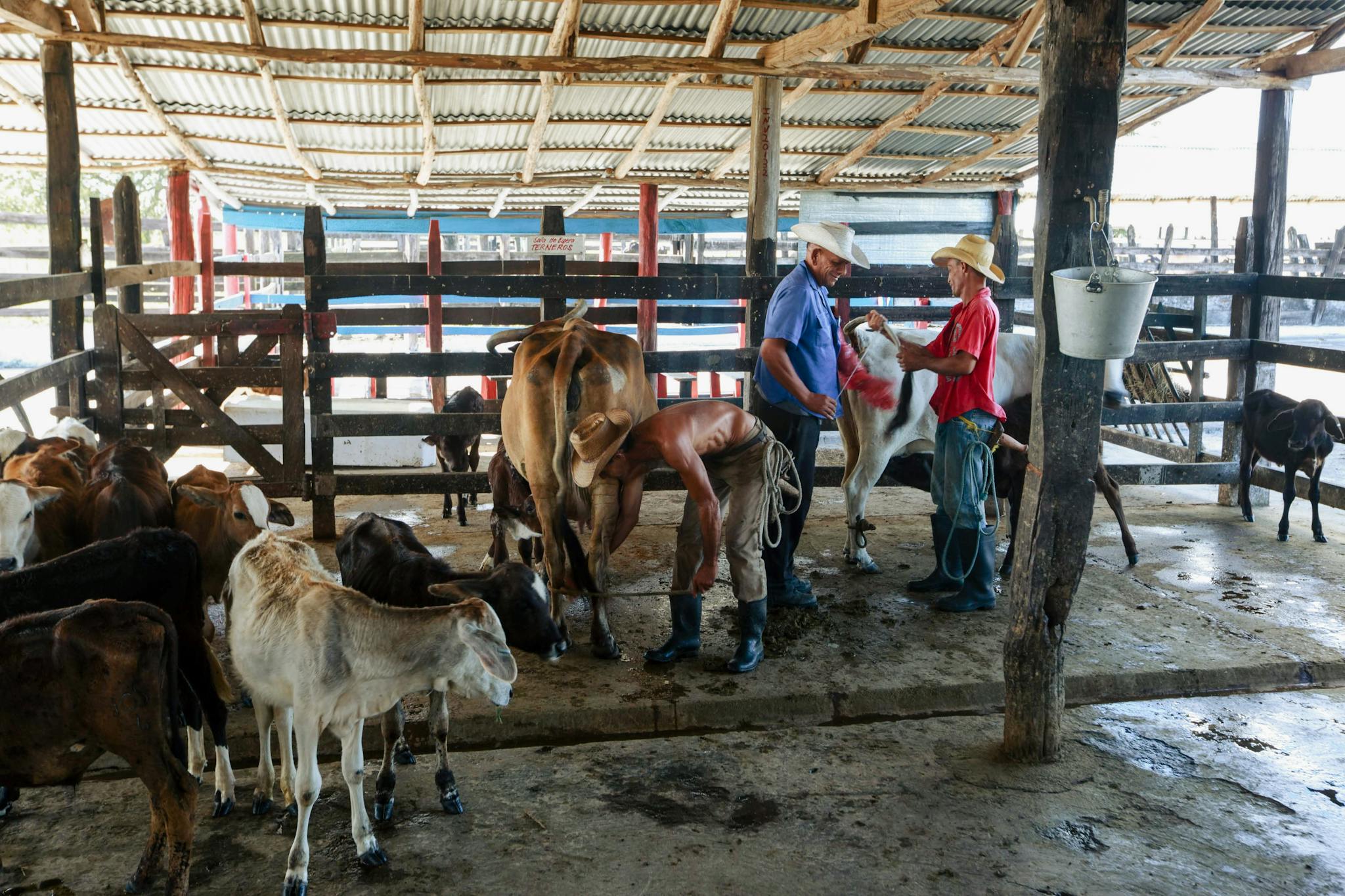 Farmers tending to cattle in a rustic barn setting, showcasing traditional agricultural practices.