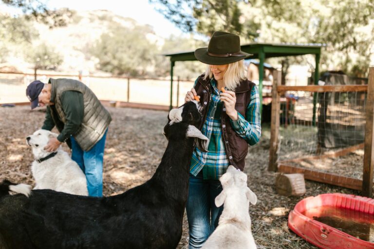 Two people feeding goats on a sunny farm, showcasing daily farm life.